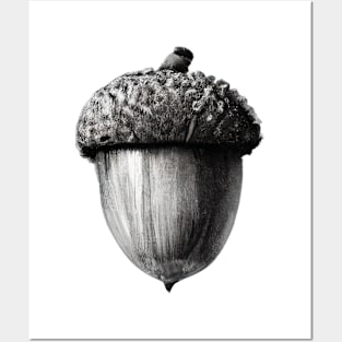 Simple Black and White Acorn Posters and Art